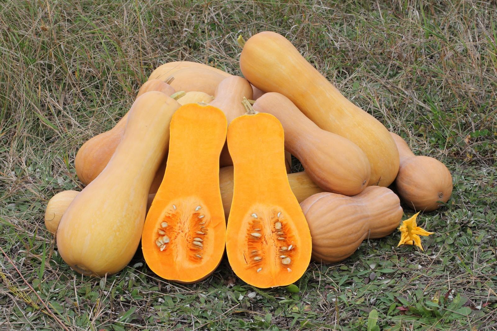 Butternut Squash - 2x Plug Plants - Famous Squash Variety