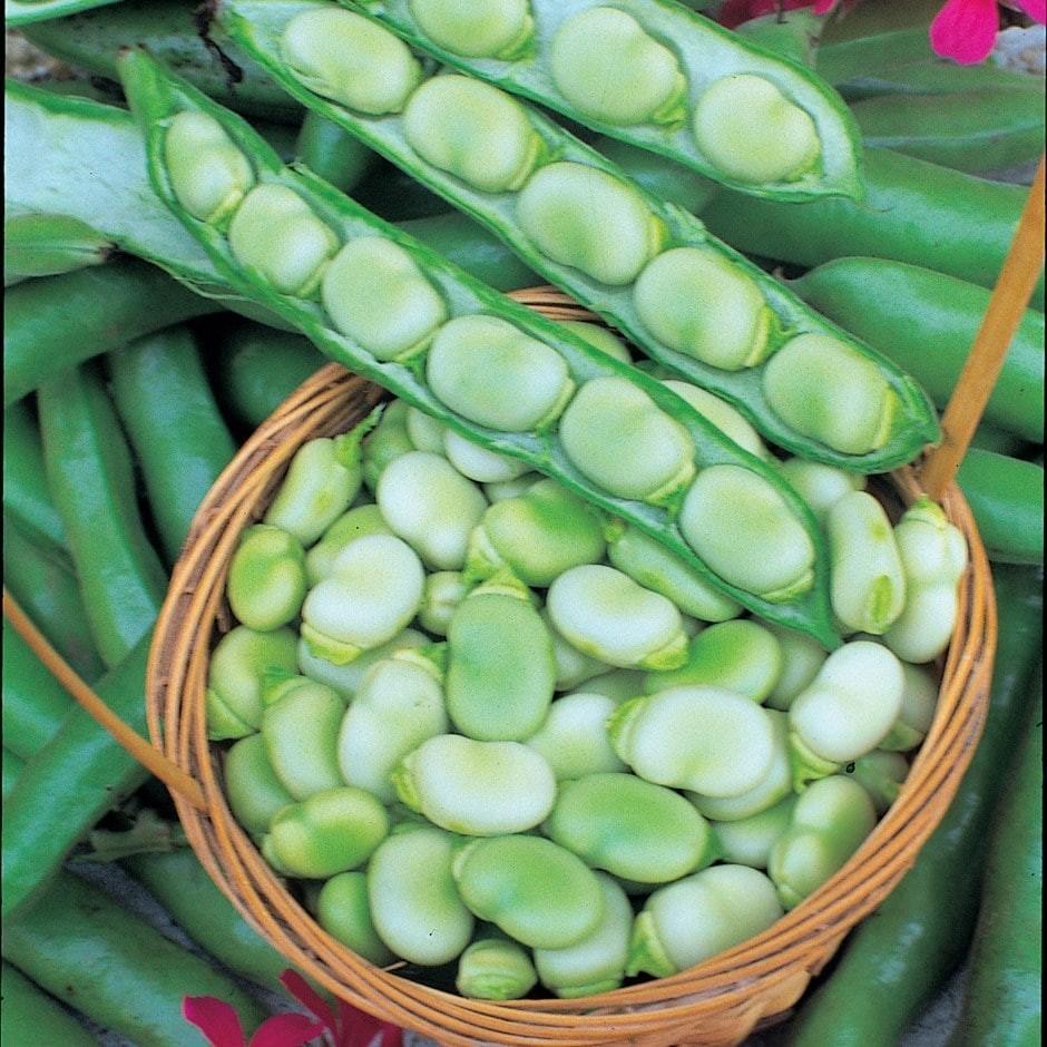 2x Plug Plants Broad Bean Masterpiece Green Longpod Early High Yield