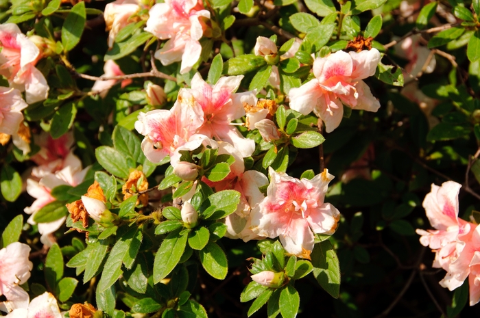 Azalea Encore Autumn Bonfire 7 Gal