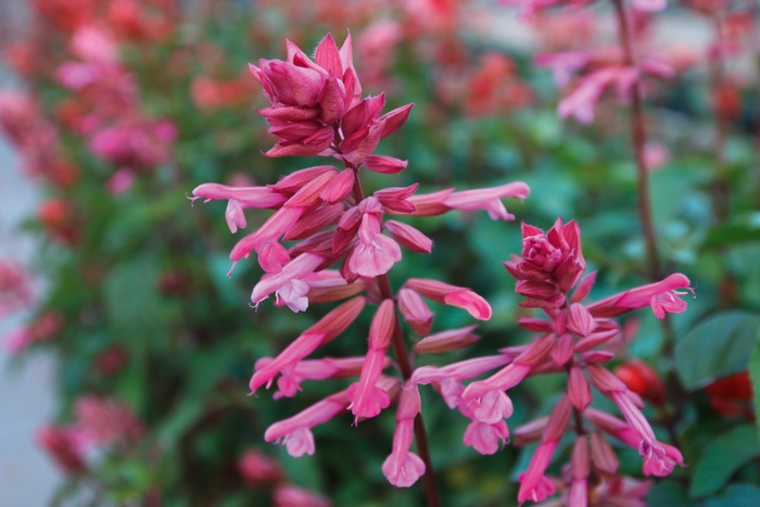 Salvia Unplugged Pink 1 Gal PW