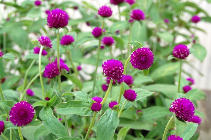 Gomphrena 1 Gal