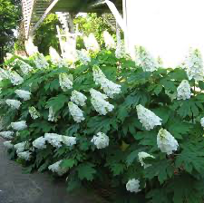 Alice Oakleaf Hydrangea, 3 gallon