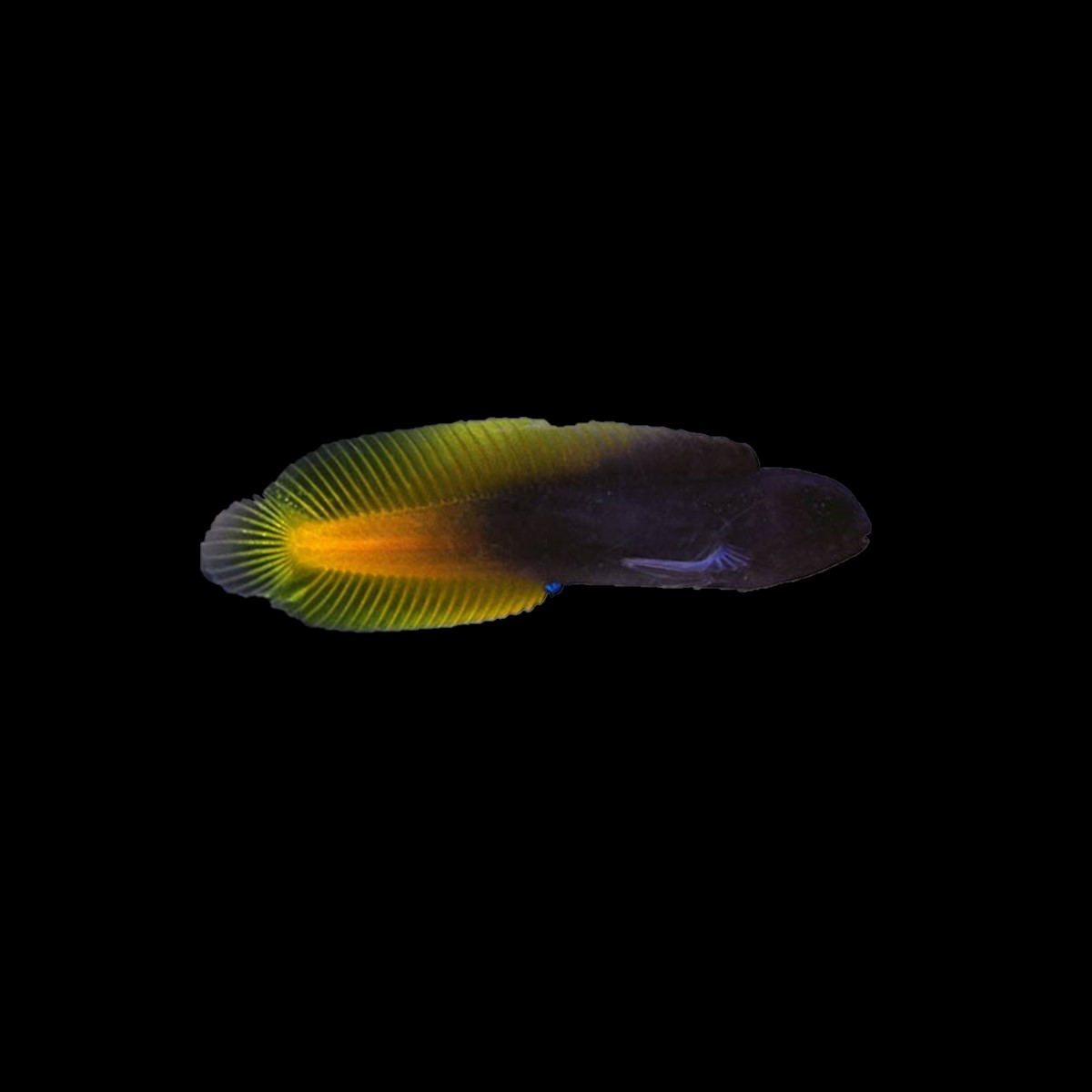 Flametail Blenny