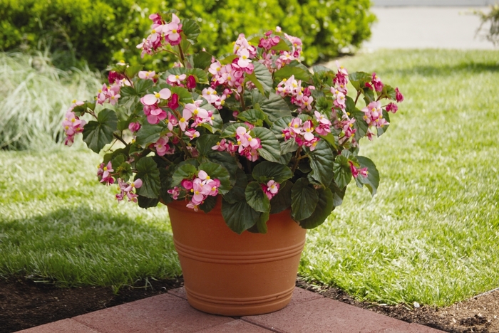 Begonia Non Stop Mix Quart PW