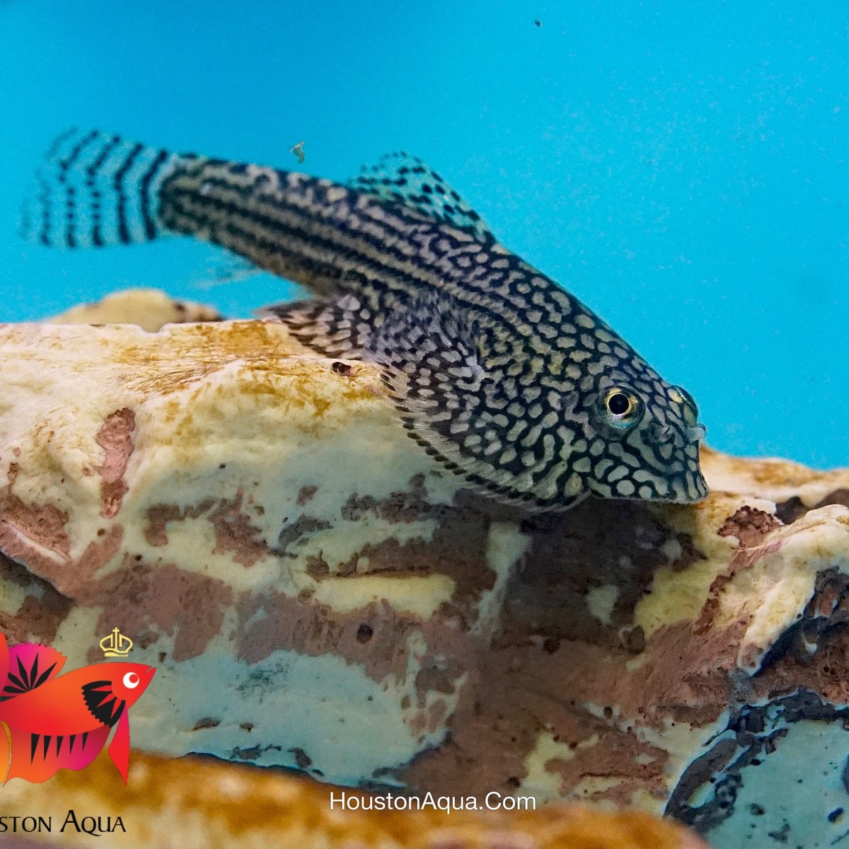 Hillstream Butterfly Loach