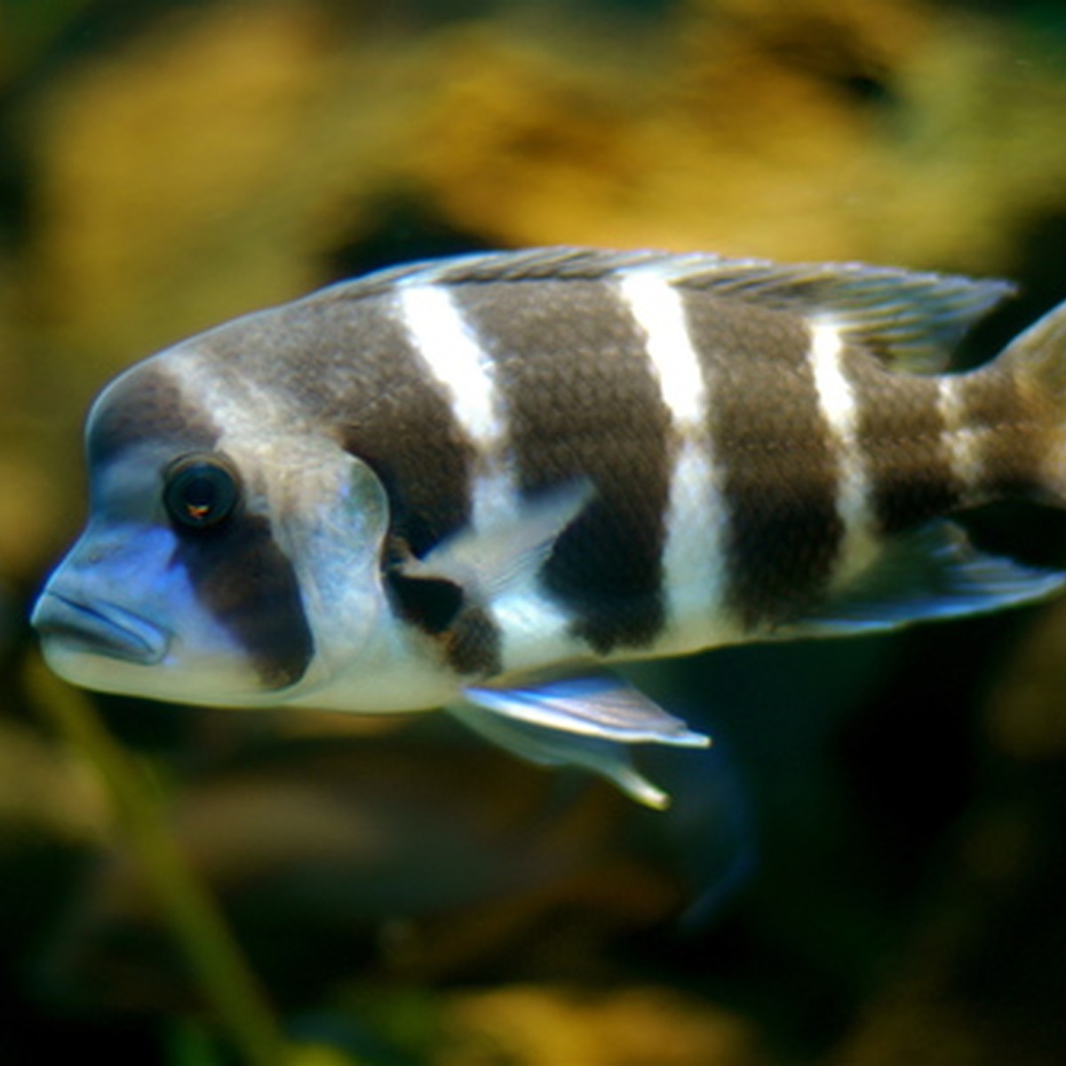 Cyphotilapia Frontosa