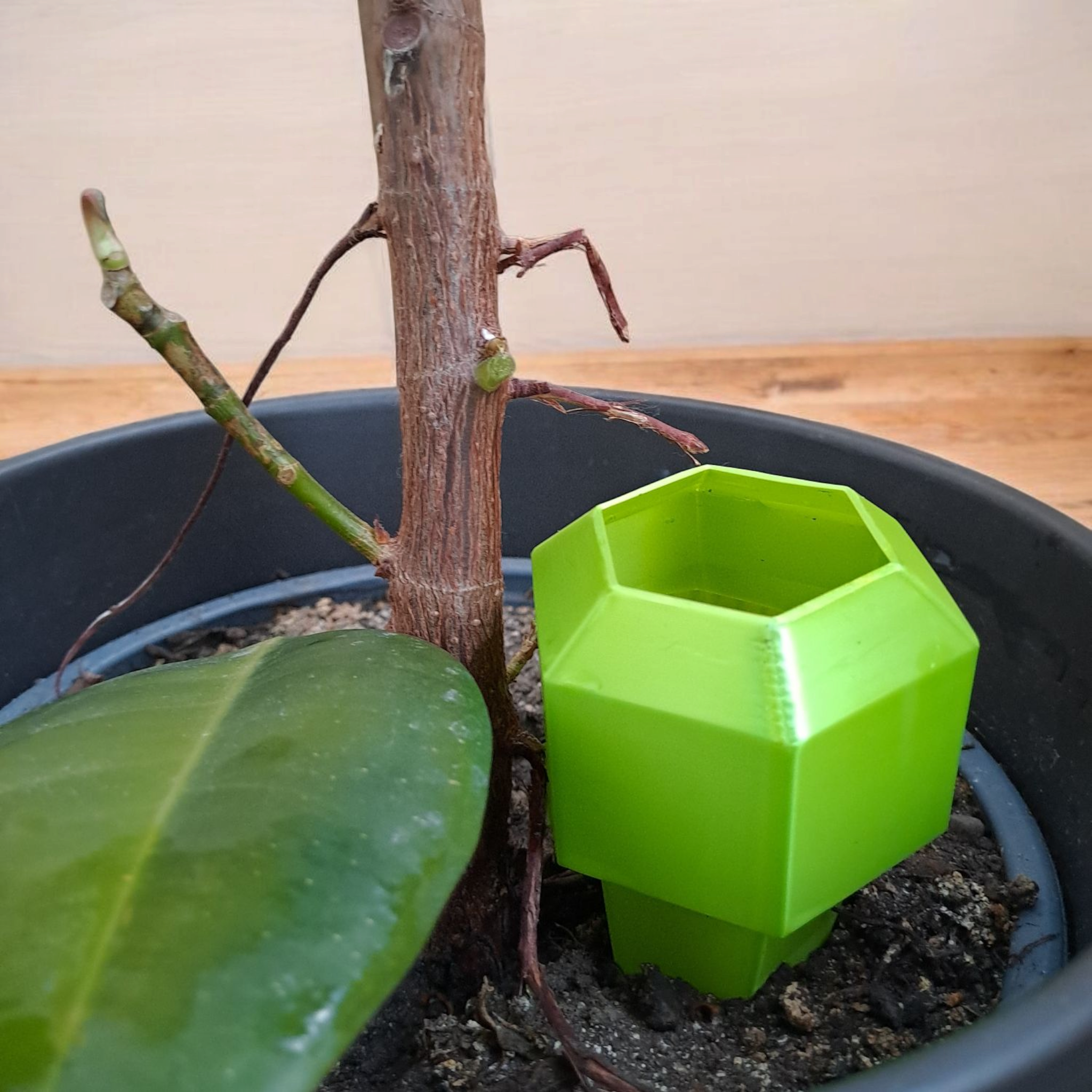 Hexagonal Watering Spike