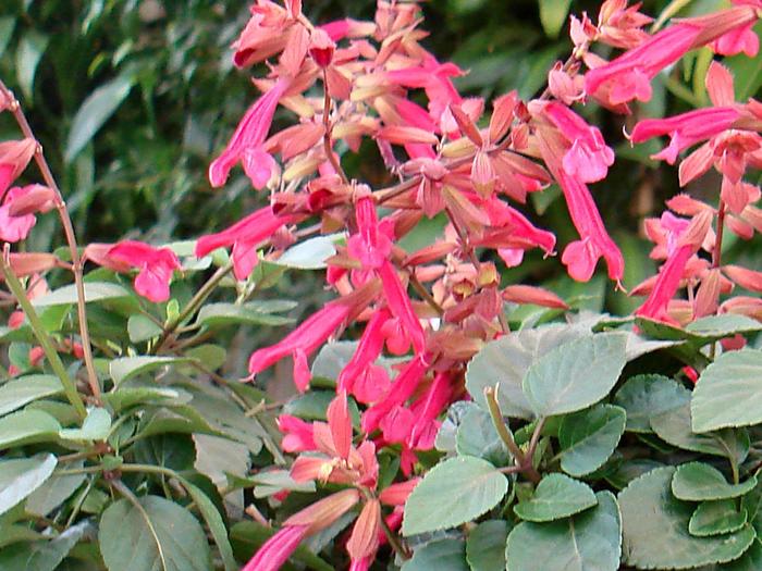 Salvia Greggii Arctic Blaze Fucshia 1 Gal
