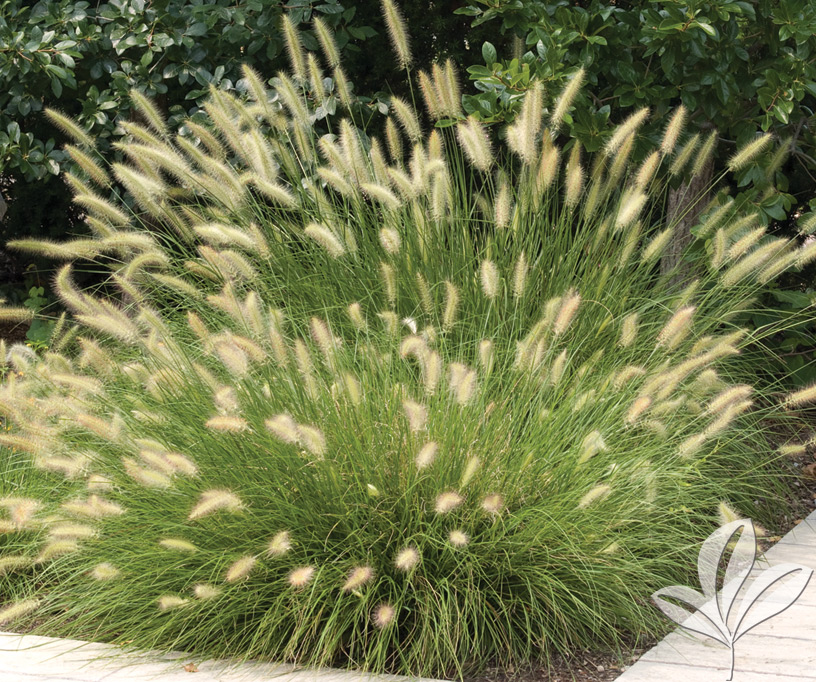 Hameln Dwarf Fountain Grass (Pennisetum), 1 gallon