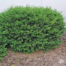 Densiformis Yew (Taxus), 3 gallon
