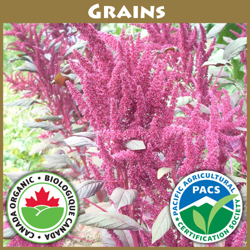 Amaranth