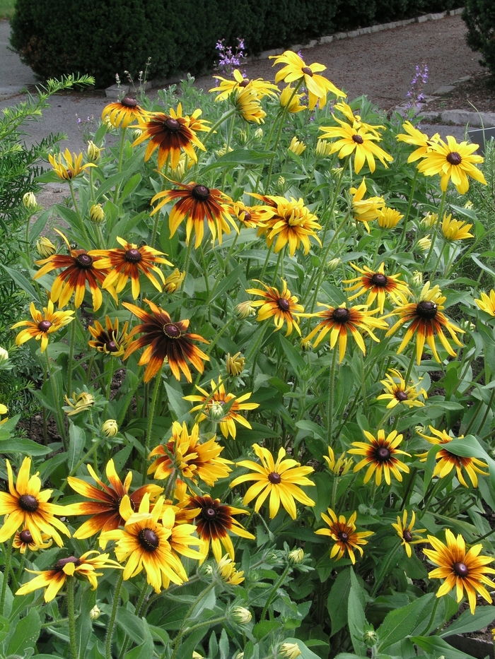 Black Eyed Susan Summerina Orange 1 Gal