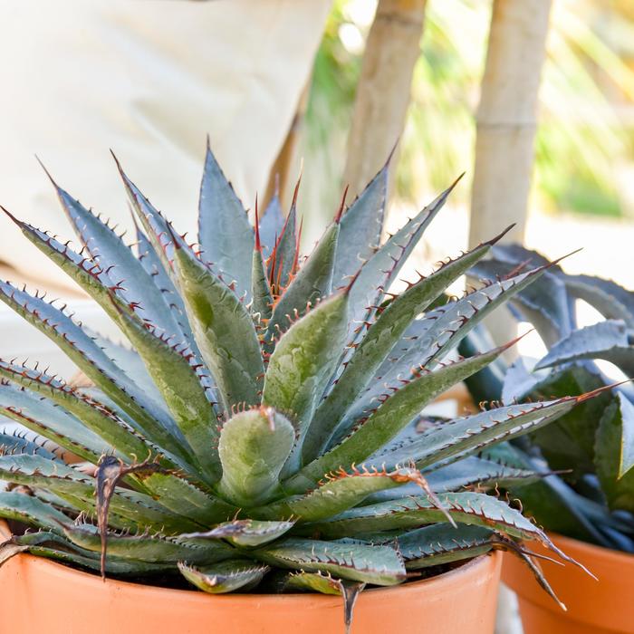 Mangave Aztec King 3 Gal