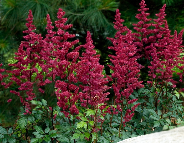 Astilbe Cappuccino 2 Gal