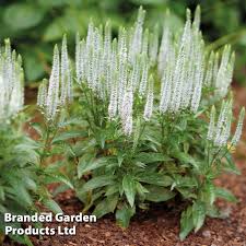 Snow Candles Speedwell (Veronica), 1 gallon