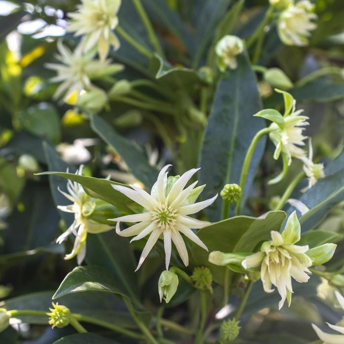 Illicium Star Flower Scorpio 3 Gal