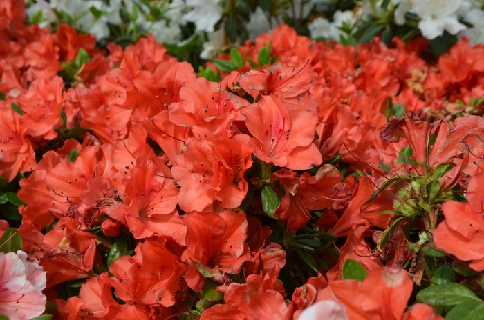 Azalea Encore Autumn Sweetheart 3 Gal