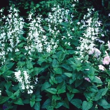 Sage Silver Snow 5 Gal