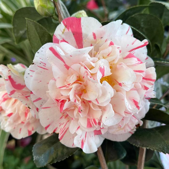 Camellia Kramer's Supreme 7 Gal