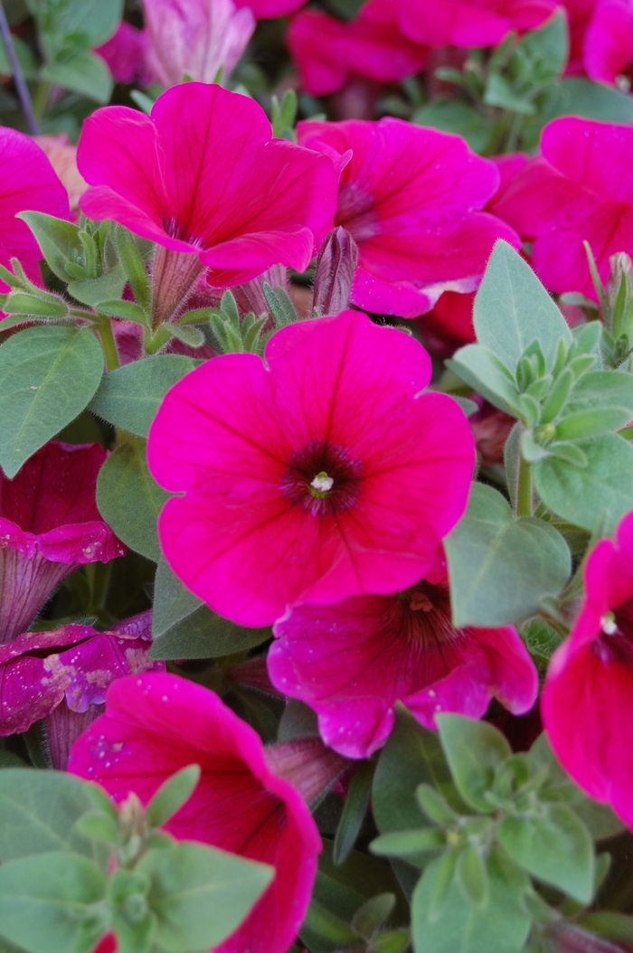 Petunia Funhouse Papaya Quart