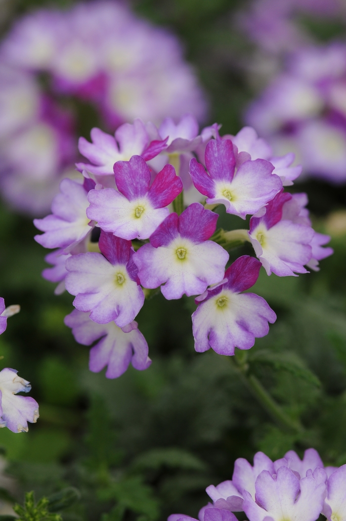 Verbena Blues Magenta Eye 1 Gal