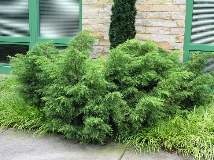 Juniper Gold Star 3 Gal