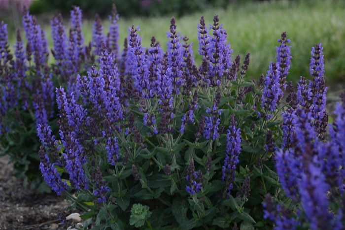 Salvia Nemorosa Bumblesnow 1 Gal