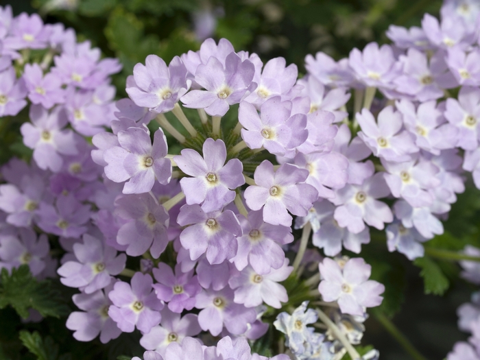 Verbena Vanessa Violet Quart
