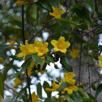 Jasmine Carolina Pride of Augusta 1 Gal