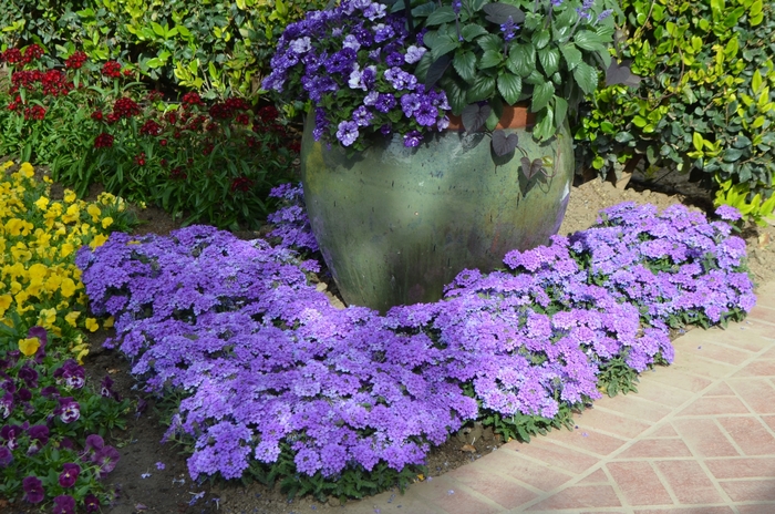 Verbena Endurascape Red Quart