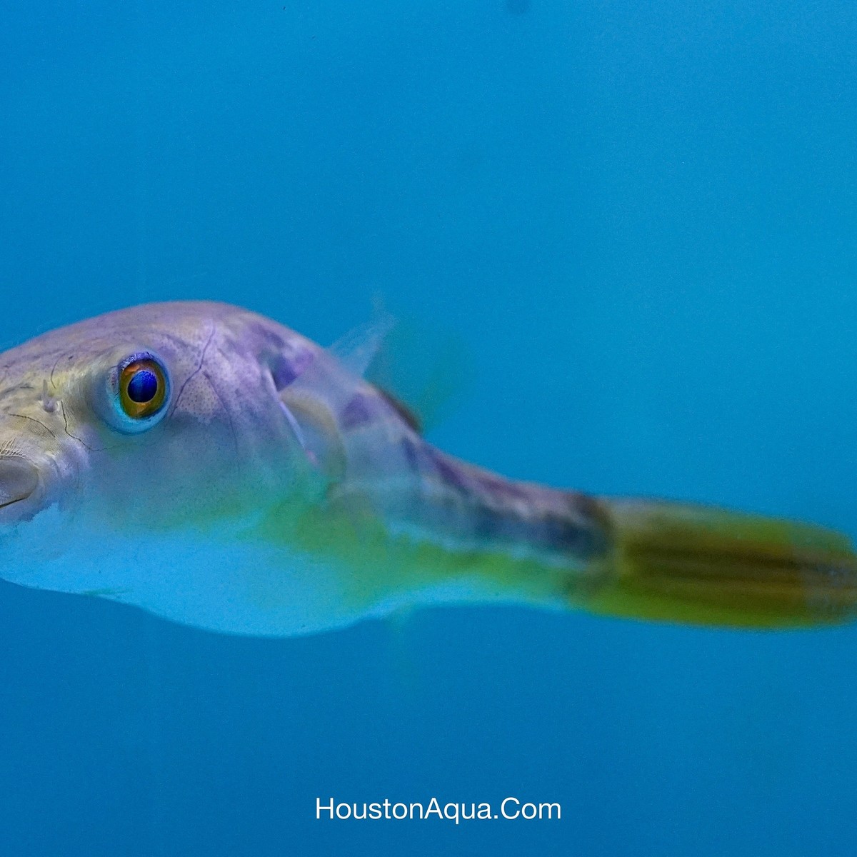 Fahaka Puffer