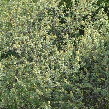 Fragrant Sumac 7 gal