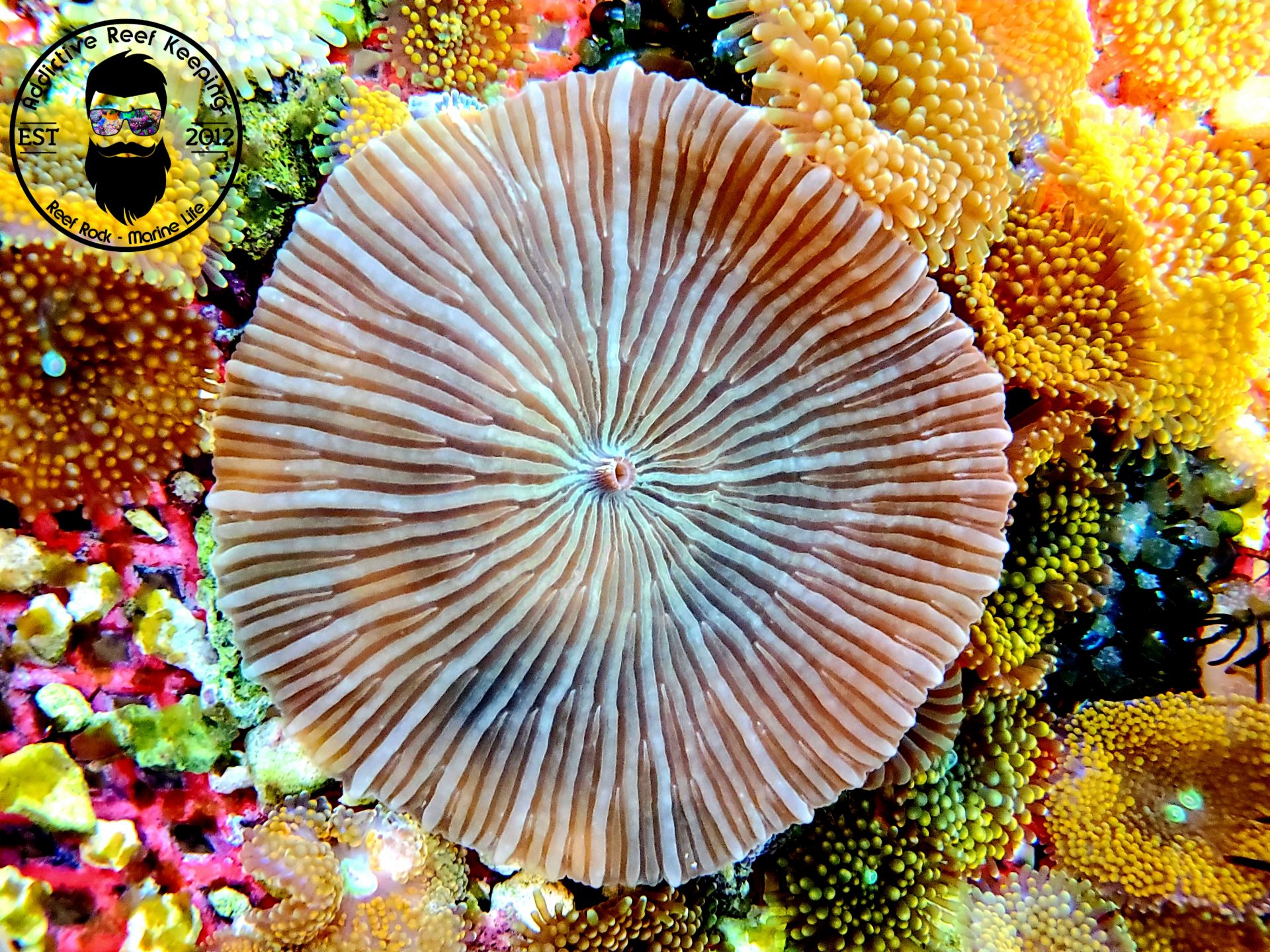 ARK Green Striped Pinwheel Mushroom