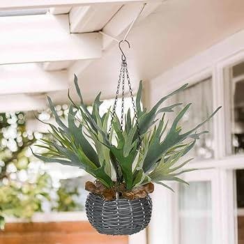 Staghorn Fern, 12" HB