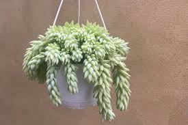 Burro's Tail, 6" HB