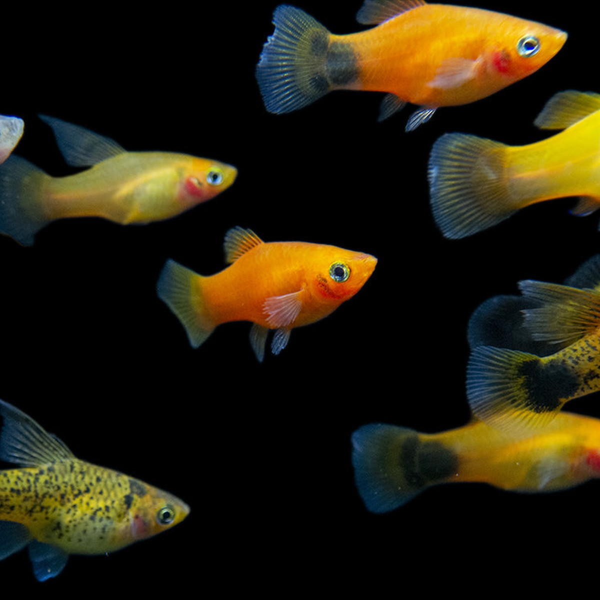 Assorted Platy