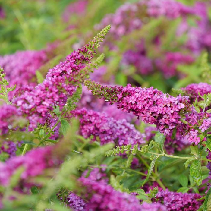 Butterfly Bush Blue 2 Gal