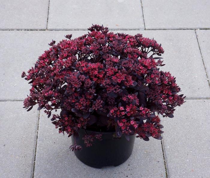 Sedum Sunsparkler Wildfire 1 Gal