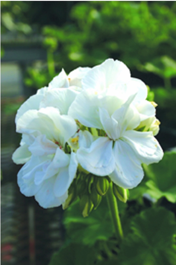 Geranium Patriot Bright Red 3 Gal