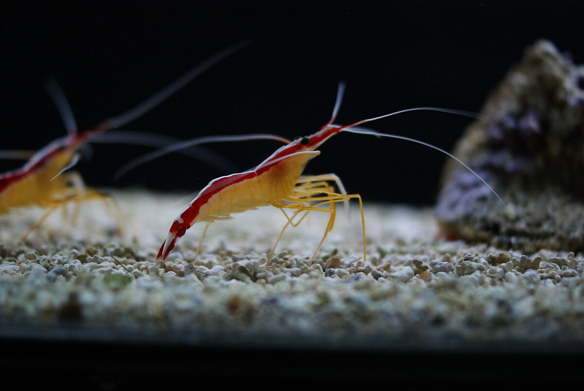 Skunk Cleaner Shrimp