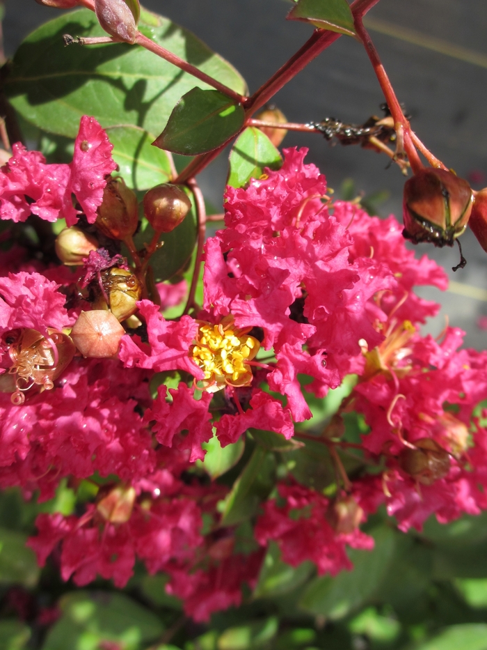 Crape Myrtle Watermelon 10 Gal