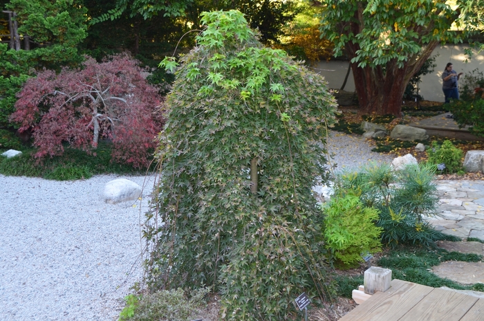 Japanese Maple Fireglow 15 Gal 5-6'