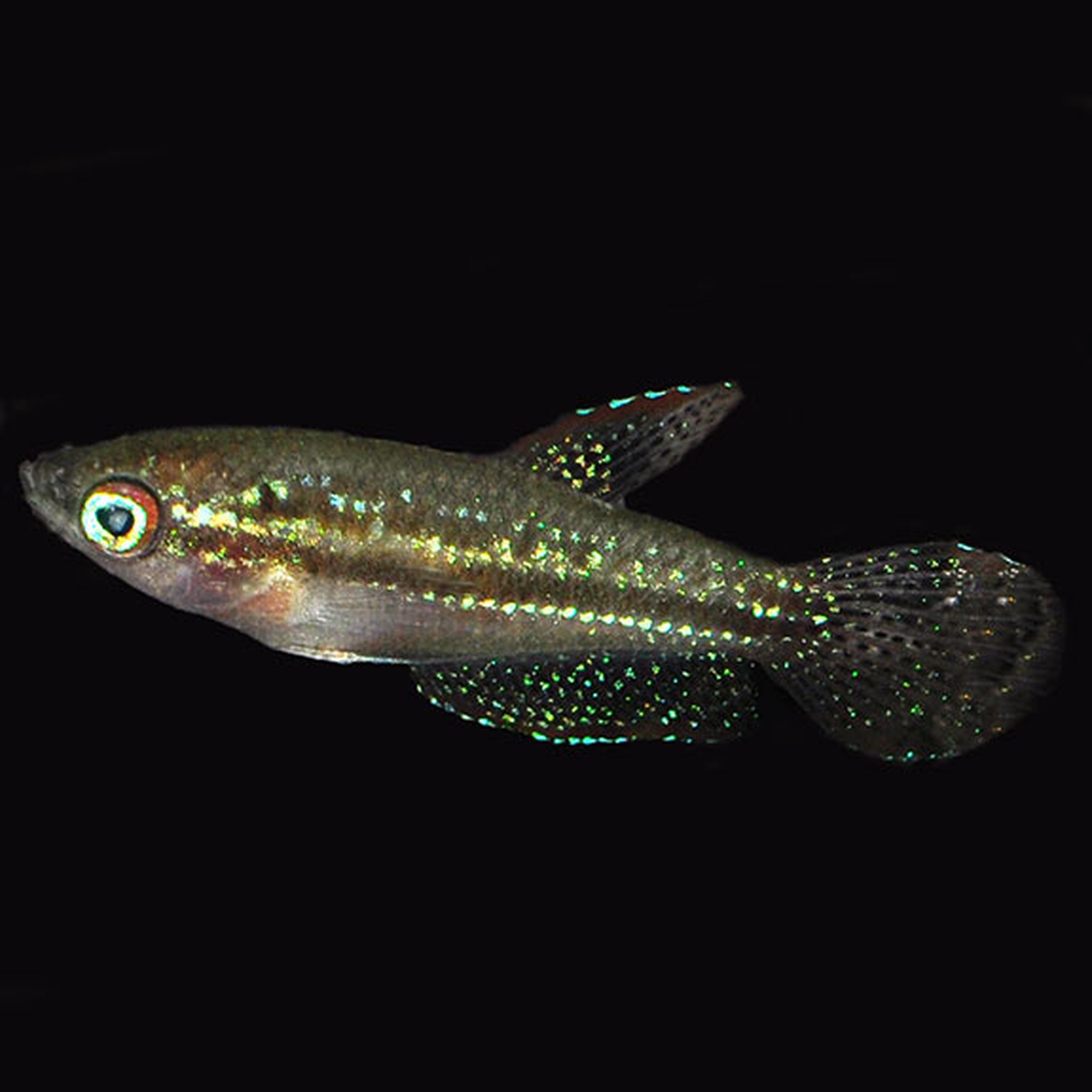 Sparkling Gourami (photo 2 of 2)