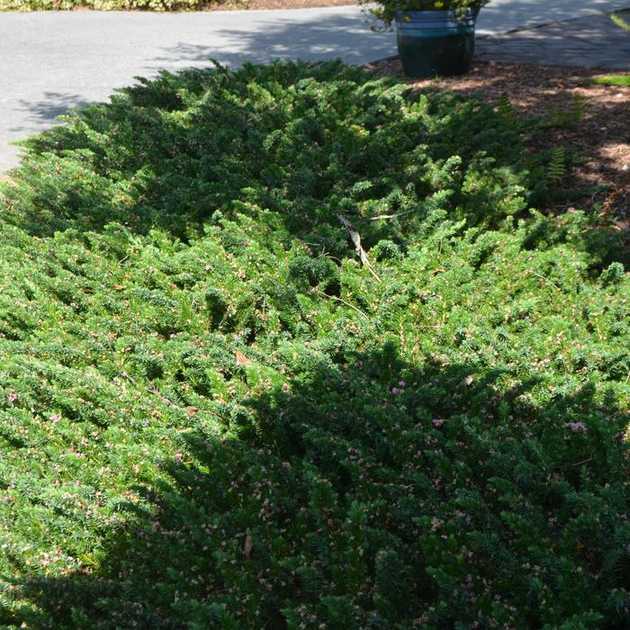 Juniper Emerald Feather 6 Gal