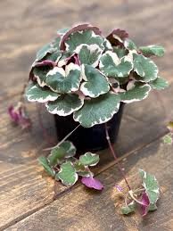 Strawberry Begonia, 4"