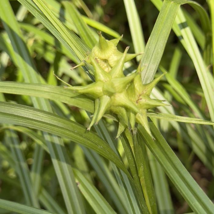 Carex Blue Zinger 1 Gal