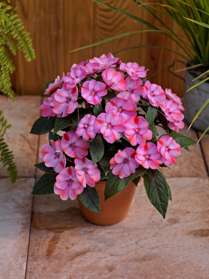 Sunpatiens 4.5"