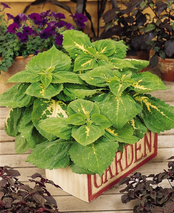 Coleus Kong Lime Sprite Quart