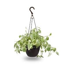 Peperomia 'Marble', 6" HB