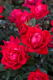 Double Knock Out Rose, 3 gallon